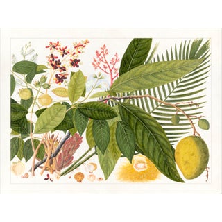 Golden Tropic Botanicals Plate #4, Giclée Print For Sale