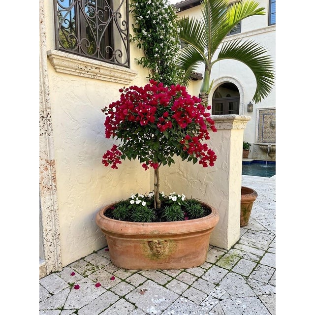 Vintage Italian Tuscan Style Terracotta Oval Planter Trough With Mascaron Relief For Sale - Image 11 of 12