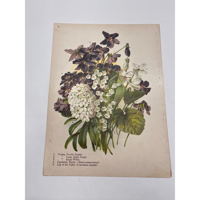 Antique Botanical Phlox Print For Sale In New York - Image 6 of 8