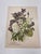 Antique Botanical Phlox Print For Sale In New York - Image 6 of 8