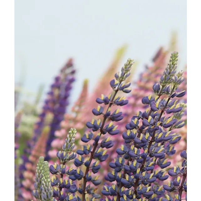 Roadtrip' by Karen Thom Archival Paper Print Recessed in frame 48 X 32 Inches (Overall dimensions including frame)....