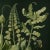 Contemporary 20' X 20' Original Botanical Print - Dark Green, Evergreen, Unframed For Sale - Image 3 of 5