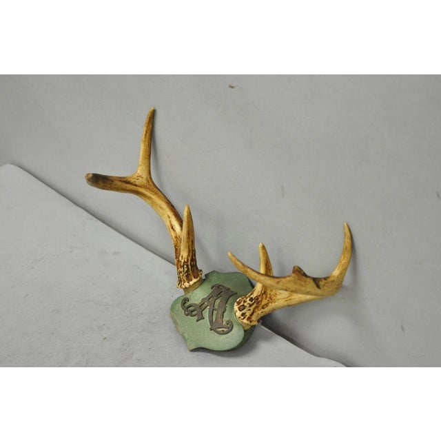 Early 20th Century Antique Victorian Taxidermy Whitetail Deer Antler Wall Mount Metal Shield Plaque For Sale - Image 5 of 15