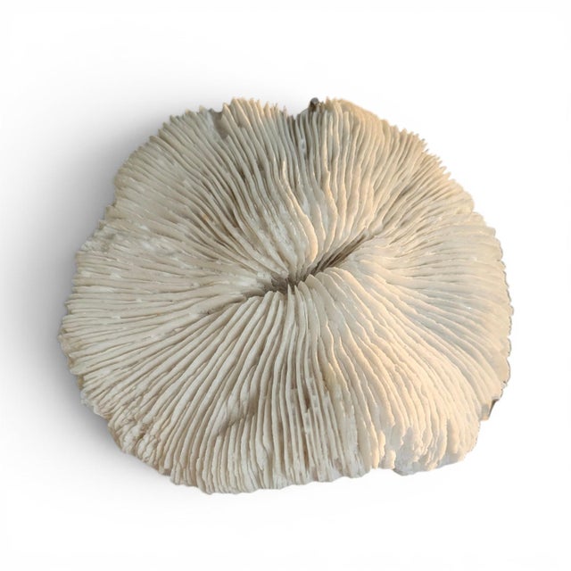 Natural White Mushroom Coral Specimen on Glass Block For Sale - Image 10 of 12