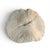Natural White Mushroom Coral Specimen on Glass Block For Sale - Image 10 of 12