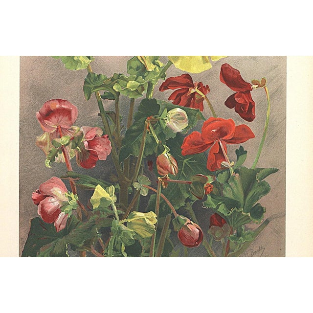 1903 Antique French Botanical Chromolithograph- BEGONIA-Documentation For Sale - Image 4 of 6