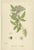 Sowerby, Herbs with Soft Green Palette, 1902, Prints, Set of 4 For Sale - Image 3 of 10