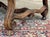 Antique Walnut Window Seat, 1900s For Sale - Image 10 of 15