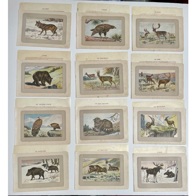 1900 - 1909 1907 French Photogravure Prints - Collection of Twelve Wild Animals #1 - For Sale - Image 5 of 5