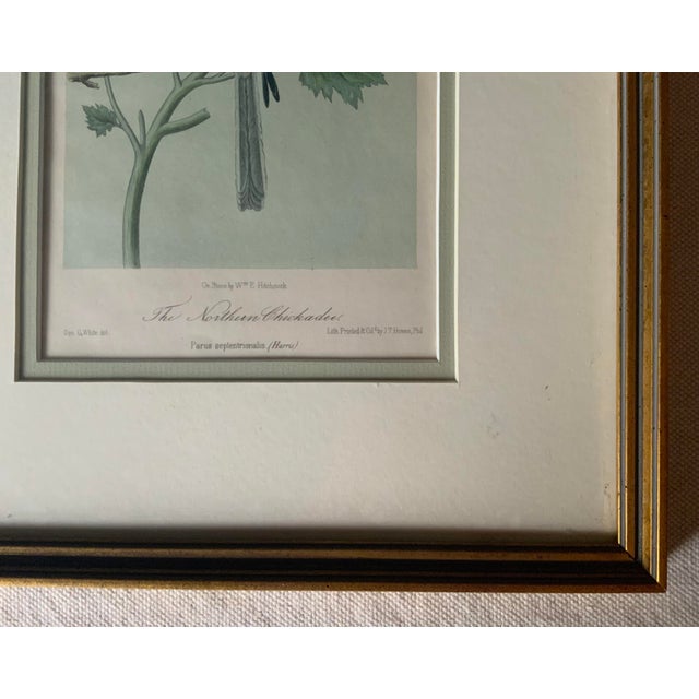 1980s Antique Hand-Colored Lithograph, "The Northern Chickadee"C. 1853 For Sale - Image 5 of 11