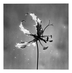 Ugne Pouwell, Gloriosa, 2024, Photography