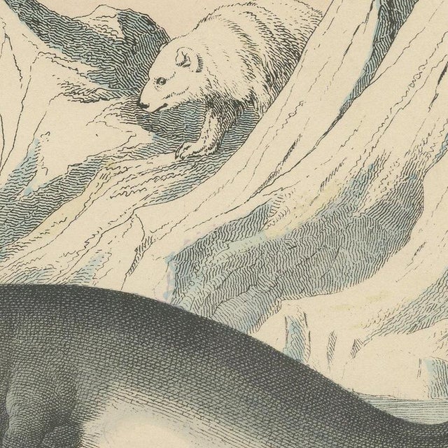 C. F. A. Kolb, Walrus and Narwhal, Arctic Sea Scene with Manatee, 1890, Print For Sale - Image 9 of 12