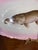 Antique Fish Platter ServeWare . Victorian Porcelain Fish Platter With a Hand-Painted Muskellunge, Circa 1891. 24.5” For Sale - Image 11 of 12