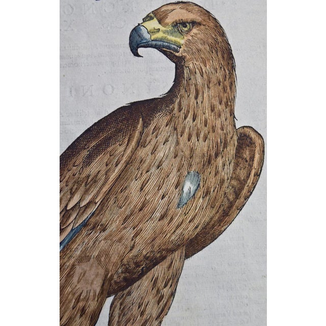 Realism Eagle: A 16th/17th Century Hand-Colored Engraving by Aldrovandi, 1599 For Sale - Image 3 of 5