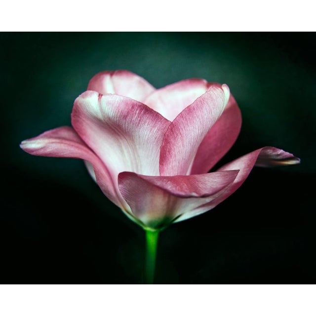 "Rose 2" Botanical Photograph For Sale