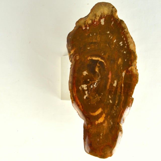 1970s Architectural Push Pull Door Handle in Petrified Wood, 1970s For Sale - Image 5 of 14