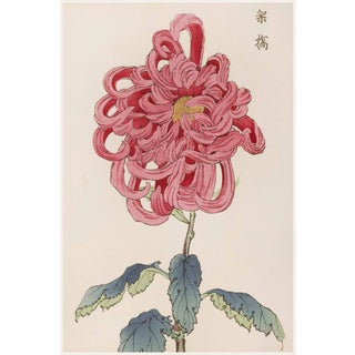 Pink Mum by Hasegawa, Vintage Japanese Botanical Art Print, 16" X 24" For Sale