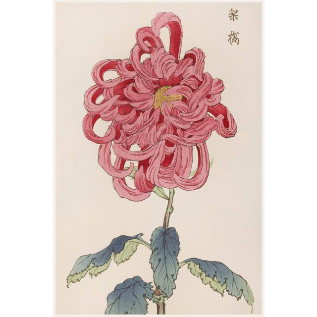 Pink Mum by Hasegawa, Vintage Japanese Botanical Art Print, 16" X 24" For Sale