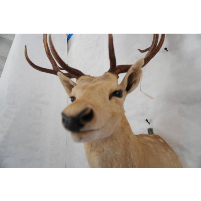 Leucistic Fallow Deer Head Bust Mount For Sale - Image 15 of 18