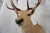 Leucistic Fallow Deer Head Bust Mount For Sale - Image 15 of 18