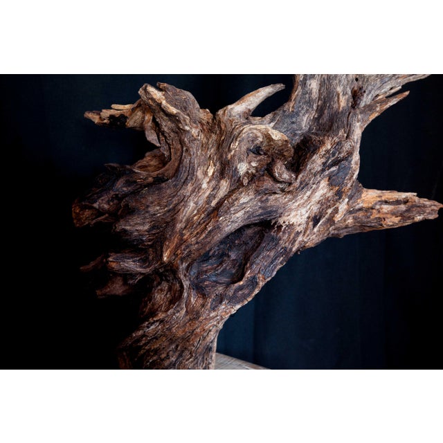 Wabi Sabi Root Wood Sculpture For Sale In San Antonio - Image 6 of 13
