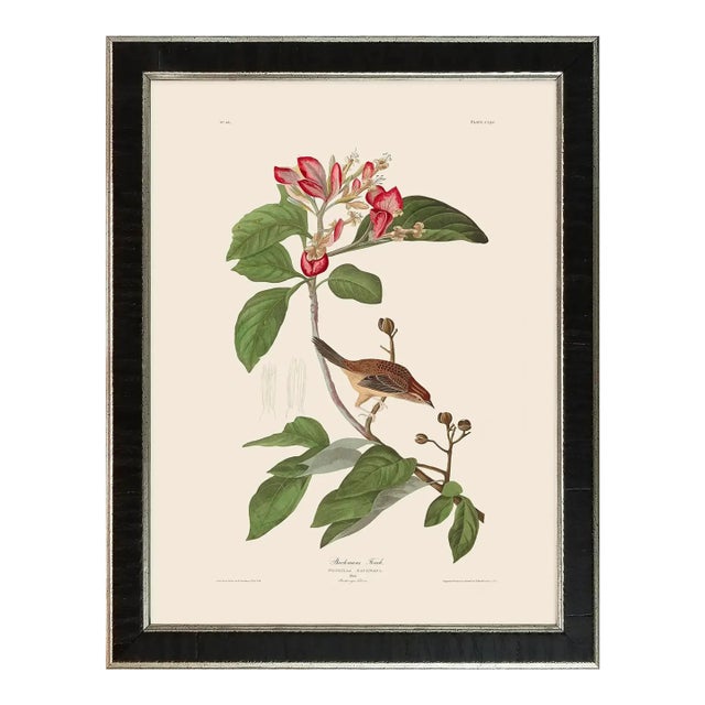 Bachmans Finch Duchess Edition, After Audubon Reproduction Print, Framed For Sale