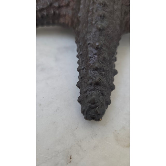 Late 20th Century Maitland-Smith Dark Patina Starfish Tabletop Sculpture For Sale - Image 10 of 17