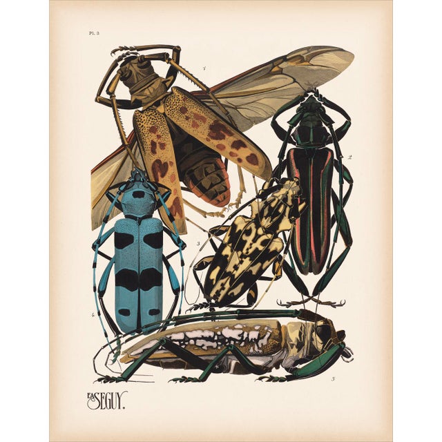 Insects Plate 3 Giclee Reproduction Art Print After Emile Allain Séguy For Sale