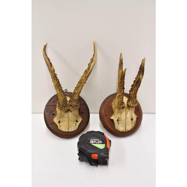 Vintage Roe Deer Skull Mount Antlers Taxidermy Mancave Wall Decor - a Pair For Sale - Image 9 of 9