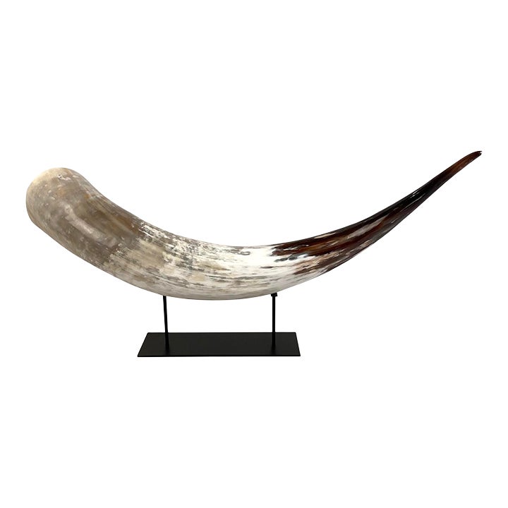 African Cattle Watusi Horn Chairish