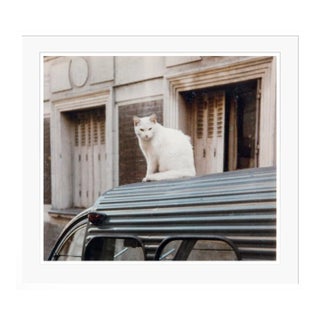 Cat on a Car Tin Roof 1950s by Peter Cornelius Framed C-Print Photograph For Sale