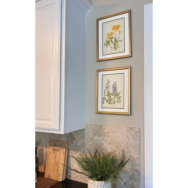 This beautiful set of 2 gold finished wood framed original vintage botanical prints were published in 1953. These 73 year...
