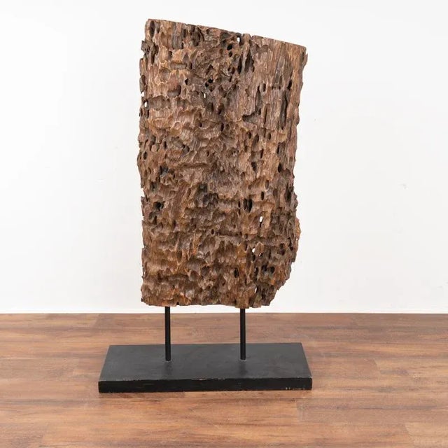 Organic molave root sculpture, hardwood from Philippines. Molave is an indigenous species now protected by Philippine law...