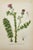Early 19th Century Early 19th Century James Sowerby Botanical Prints – Yellow Sedge and Pale Sedge, Set of 10 For Sale - Image 5 of 11