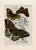 Chinoiserie 19th Century Antique English Butterfly Print 1897 For Sale - Image 3 of 4