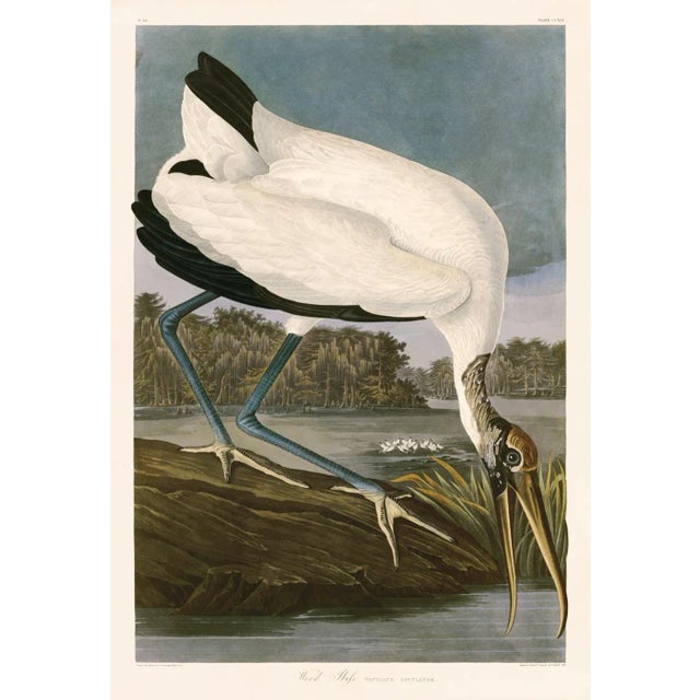 2020s Wood Ibis After Audubon With Blue Sky Giclee Print From CFA Editions For Sale - Image 5 of 5