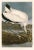 2020s Wood Ibis After Audubon With Blue Sky Giclee Print From CFA Editions For Sale - Image 5 of 5