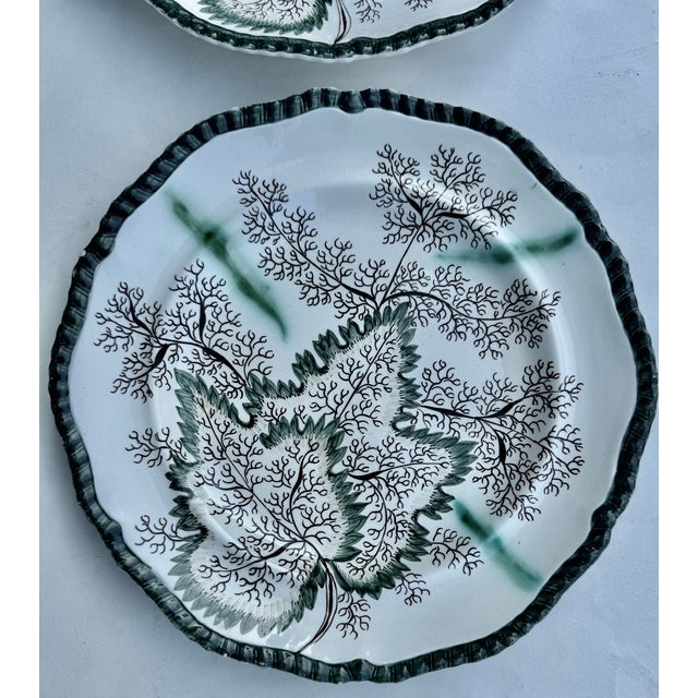 Spode Pearlware Plates With Seaweed Design, Circa 1820 For Sale In New York - Image 6 of 12
