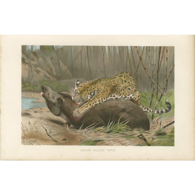After Wilhelm Kuhnert, Jaguar Killing Tapir, 1894, Paper For Sale - Image 3 of 9