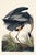John James Audubon American Flamingo & Great Blue Heron Diptych, Audubon Birds of America Art Prints, 40" X 60" For Sale - Image 4 of 12