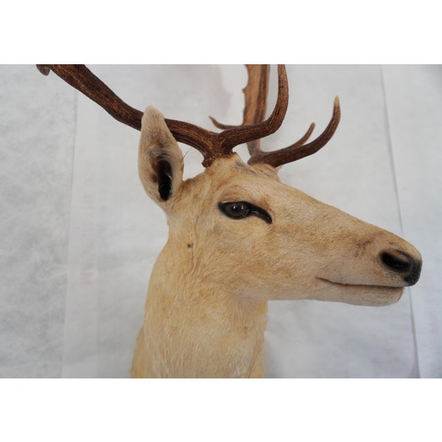 Leucistic Fallow Deer Head Bust Mount For Sale In Los Angeles - Image 6 of 18