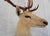 Leucistic Fallow Deer Head Bust Mount For Sale In Los Angeles - Image 6 of 18