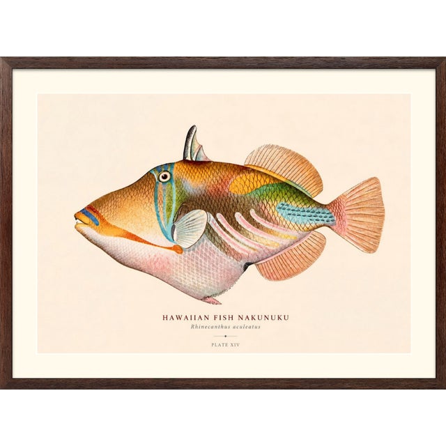 Atelier Aria Lumae Albert Baldwin 1903 Hawaiian Fish Natural History Gallery Board Set For Sale - Image 11 of 12