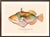 Atelier Aria Lumae Albert Baldwin 1903 Hawaiian Fish Natural History Gallery Board Set For Sale - Image 11 of 12