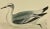 Illustration Antique Hand Colored Bird Print From England Showcasing a Grey Phalarope - Circa 1880 For Sale - Image 3 of 10