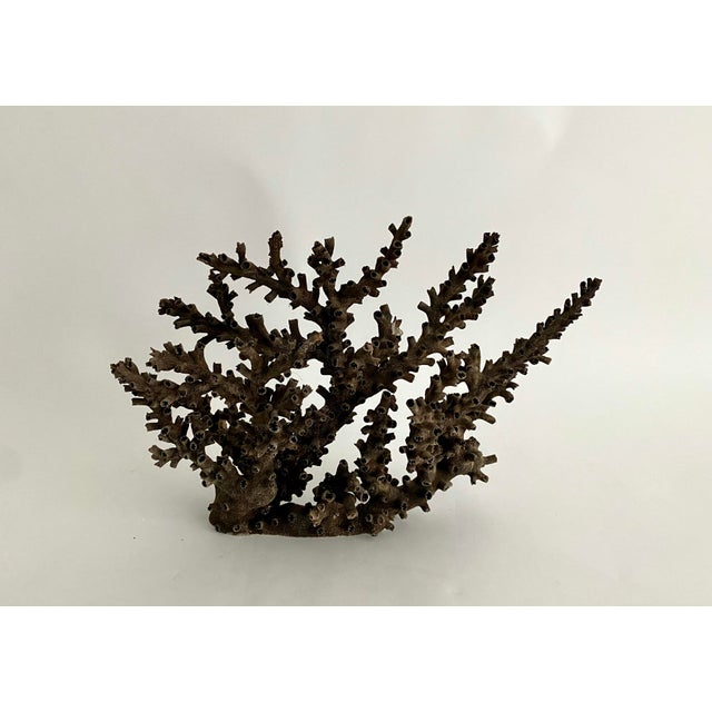 Natural Black Octopus Coral Specimen For Sale In Los Angeles - Image 6 of 8