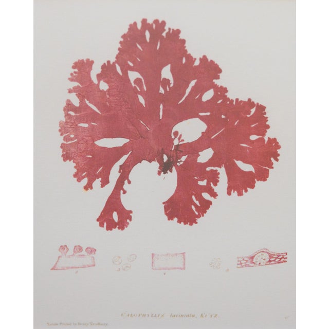 Custom Framed British Seaweed Giclée Prints - Set of Four For Sale - Image 9 of 13