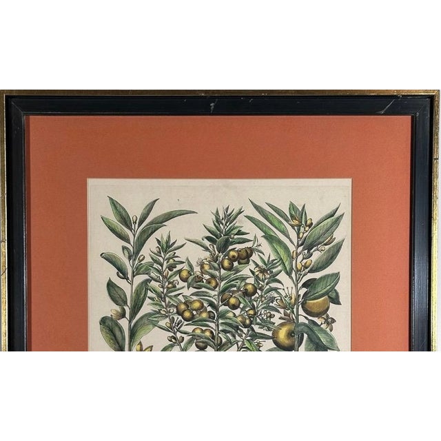 Vintage Framed Basilius Besler Botanical Lithograph Prints Hortus Eystettensis Pair For Sale - Image 12 of 18