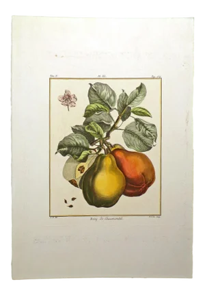 18th Century "Bezy Du Chaumontel" Hand Colored 1768 Pear Print