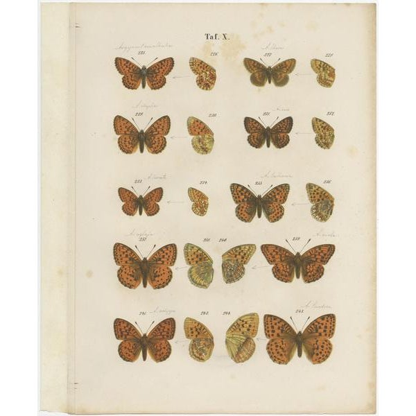 Blue Ramann, Butterflies and Moths, 1870, Set of 7 For Sale - Image 8 of 9
